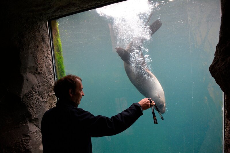 Seebär im Zoo am Meer Bremerhaven. – Bild: Radio Bremen/​Volkmar Struessmann