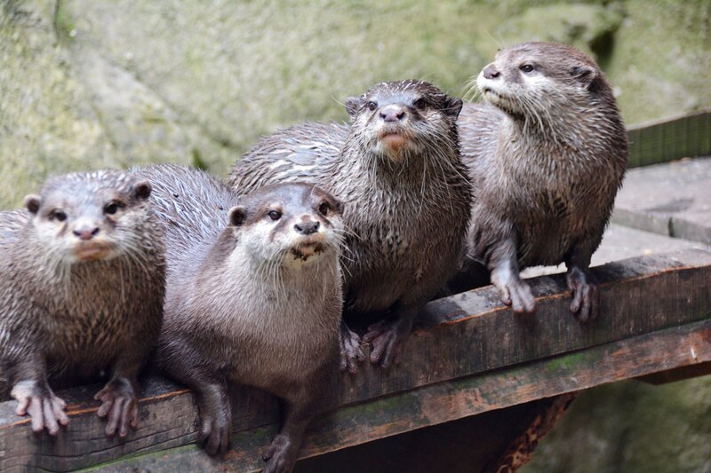 Zwergotter im Zoo am Meer Bremerhaven – Bild: Radio Bremen/​Volkmar Struessmann