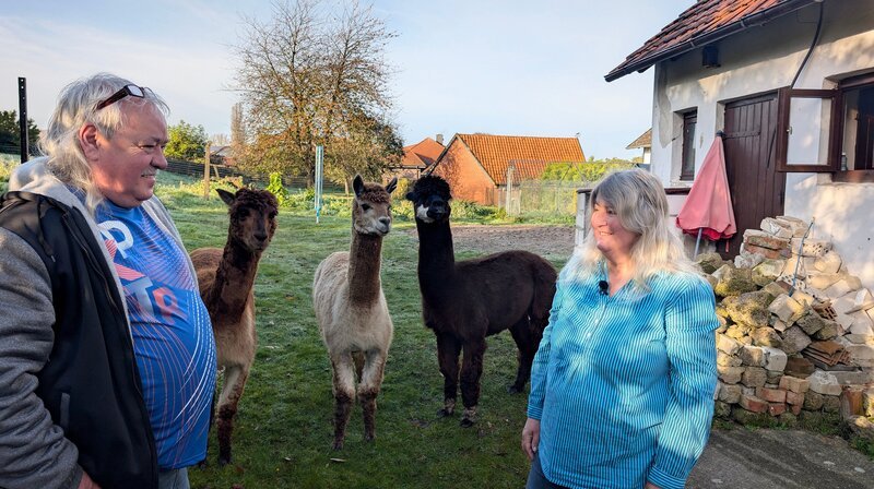 Gemeinsam mit Mann Roland hält Petra drei Alpakas in ihrem Garten. – Bild: NDR/​Kamera Zwei