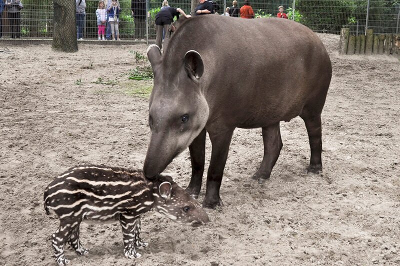 Tapirnachwuchs im Jaderpark. – Bild: Radio Bremen/​Volkmar Struessmann
