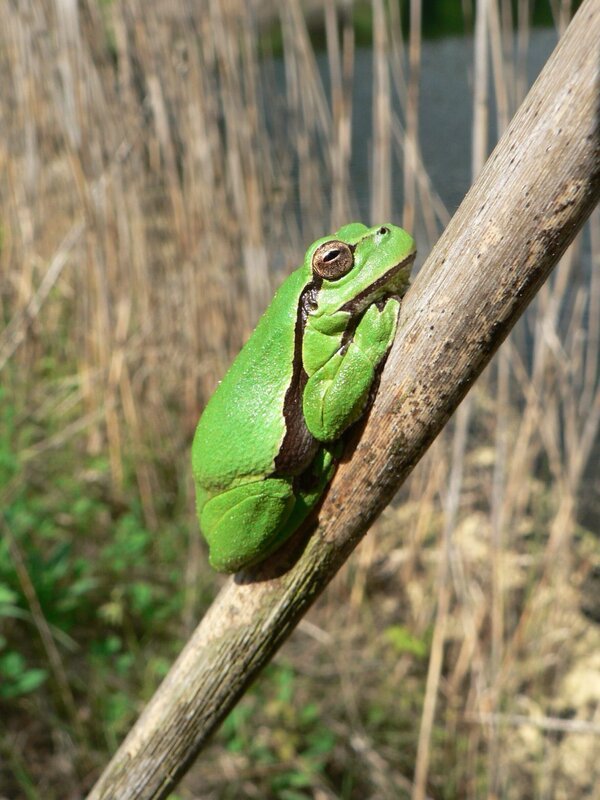 Auch der Laubfrosch fühlt sich an den neu angelegten Biotopen heimisch. – Bild: BR/​Biotopverbund Bodensee