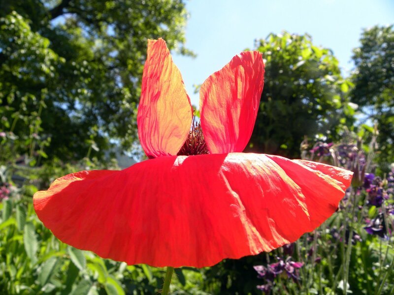 Waldviertler Mohn (Hausgarten Dobrowsky in Leoben). – Bild: ORF III