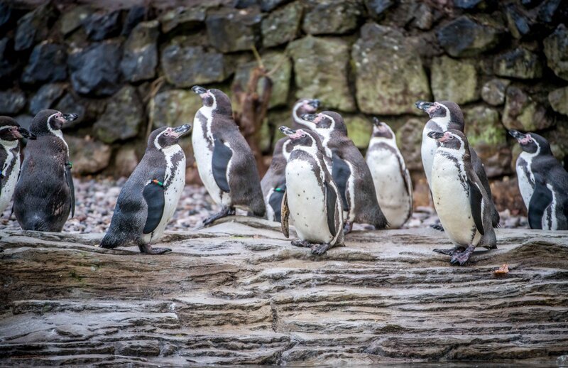 Pinguine. – Bild: ORF/​Universal