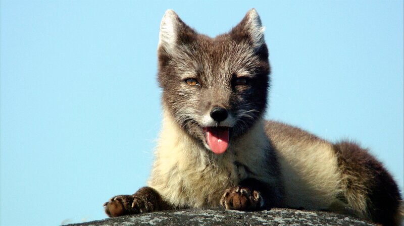 Eine Polarfuchsmutter im Sommerfell beaufsichtigt ihre Jungen. – Bild: WDR/​Steffen und Alexandra Sailer