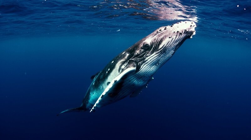 Ein Buckelwal in den klaren Gewässern vor Hawaii. – Bild: phoenix/​Terra Mater Studios