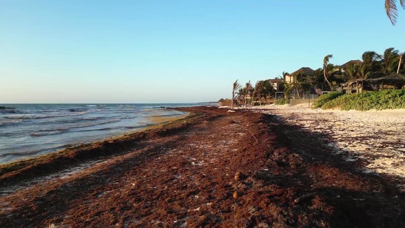 Dieses Bild zeigt eine bedeutende Ansammlung von Sargassum-Seetang, einer Art von braunem Seetang.  – Bild: CuriosityStream Inc.