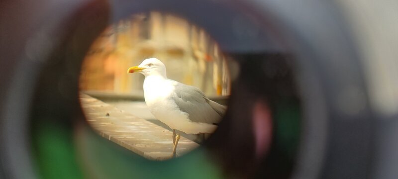 Großmöwe, statt Küste oder See – Berlin, Mitte. – Bild: ZDF und Julian Prahl.