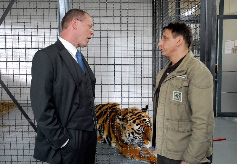 MDR Fernsehen TIERÄRZTIN DR. MERTENS III. STAFFEL, FOLGE 35, „Das Geschenk“, am Samstag um 10:15 Uhr. Cheftierpfleger Conny (Thorsten Wolf) weigert sich, von OB Herrenbrück (Frank Sieckel, l.) Anweisungen anzunehmen, die sich gegen das Wohl des kranken Tigers richten. – Bild: MDR/​Christa Köfer