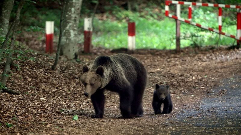 Bild: ZED Zoo Ethnological Documentaries/ARTE Bild: ZED Zoo Ethnological Documentaries/ARTE