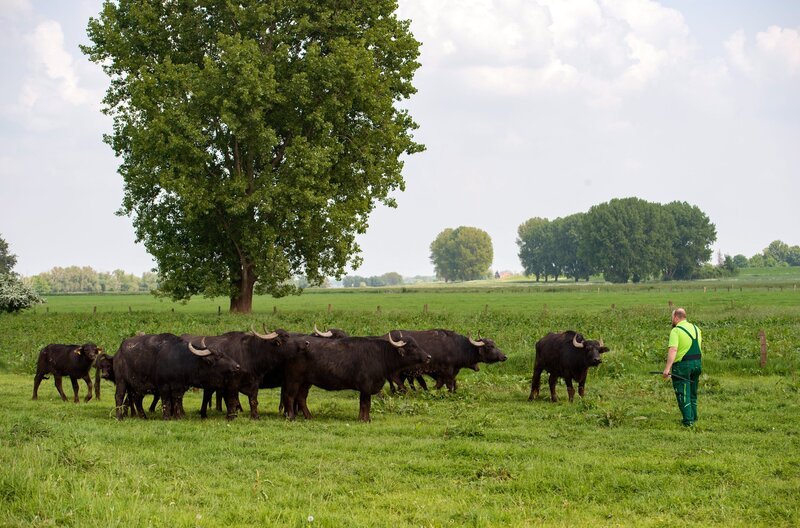 Martin Dörings Wasserbüffel beweiden das Naturschutzgebiet Bislich, eine Auenlandschaft am Niederrhein. Die vierbeinigen „Rasenmäher“ halten die Uferränder kurz und schaffen so Brutplätze für Vögel. Kein Wunder, dass die Bislicher Insel ein Paradies für Ornithologen ist. Den Hof der Familie Döring gibt es hier in der Nähe von Wesel schon mindestens seit Napoleons Zeiten. – Bild: WDR/​Melanie Grande