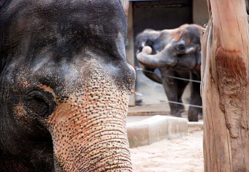 Die Elfantendame Molly in der Wilhelma. Als besonderes Geschenk können menschliche Geburtstagkinder jetzt Rüsselkontakt aufnehmen. – Bild: SWR/​Thorsten Backofen