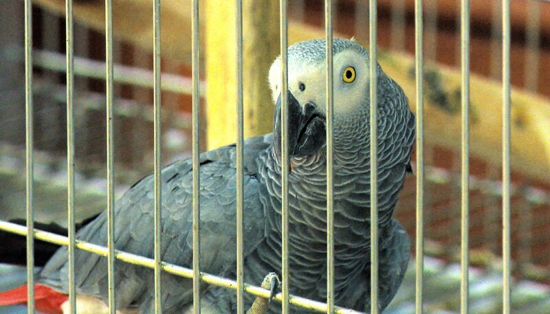 Der Graupapagei Tumela bekommt zwei neue Mitbewohner. – Bild: SWR/​Francois Botha