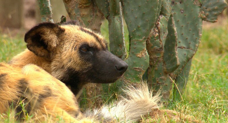 Wildhund Tom ist wieder zurück. – Bild: SWR/​Christian Marohl