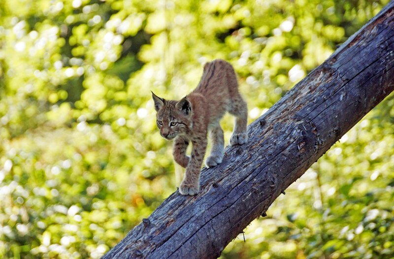 Junger Luchs – Bild: MDR/​BR/​Jürgen Eichinger