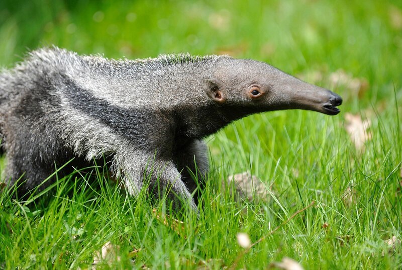 rbb Fernsehen PANDA, GORILLA & CO., TEIL 167, „Geschichten aus dem Zoo Berlin und dem Tierpark Berlin“, am Freitag (04.02.11) um 20:15 Uhr. Ameisenbär Carlos – Bild: rbb/​Thomas Ernst