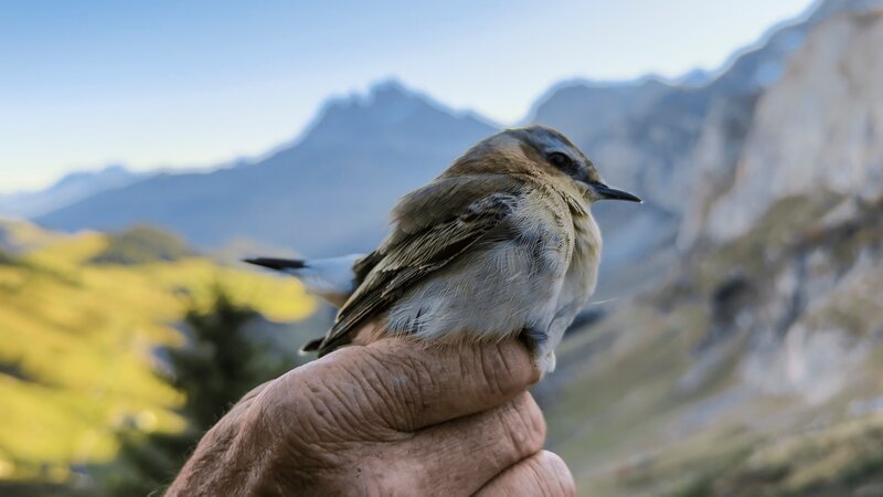 Vögel wie dieser werden im Winter bei der Überquerung der Alpen mit Ringen ausgestattet, um sie überall auf der Welt identifizieren zu können. – Bild: ZDF und SRF/​3sat/​Längengrad Filmproduktion GmbH/​Michael Kern