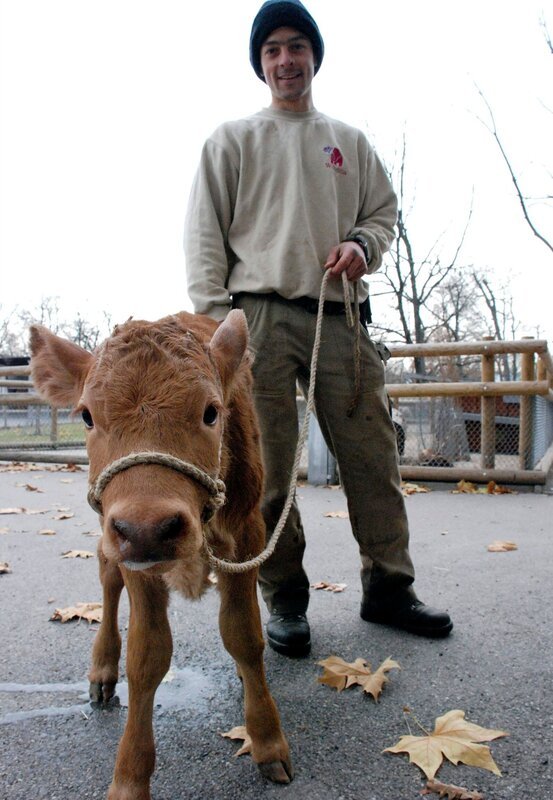 Stolz präsentiert Pfleger Stephan Paspalaris den neusten Zuwachs bei den Limpurger Rindern. Das kleine Kälbchen wird in der heutigen Sendung von Eisbär, Affe & Co. getauft. – Bild: SWR/​Thorsten Backofen