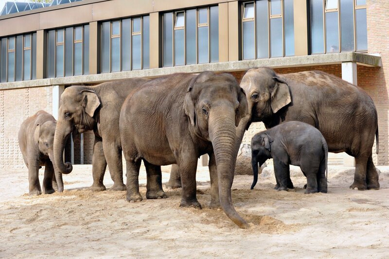 ARD/​rbb PANDA, GORILLA & CO., TEIL 156, „Geschichten aus dem Zoo Berlin und dem Tierpark Berlin“. Auch um Füße geht es bei der Elefantendame Yoti. Regelmäßig müssen die Pfleger bei den Rüsseltieren die Hornhaut von den Füßen hobeln. Zum Abschluss der Pediküre werden Yoti die Fußnägel poliert ? mit einer Flex. Elefantengruppe im Zoo Berlin. – Bild: rbb/​Thomas Ernst