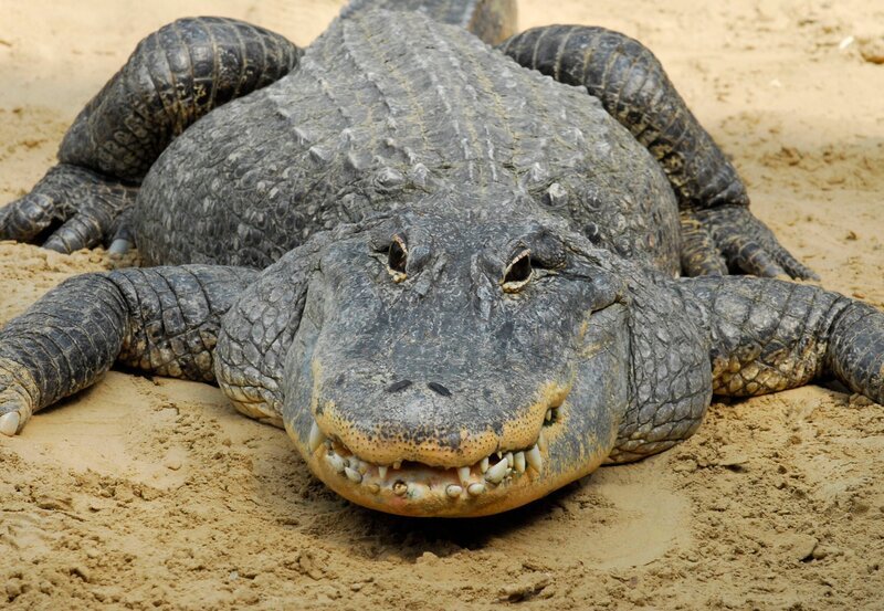 Einmal im Monat wird es spannend bei den Hechtalligatoren. Ihr Becken muss gereinigt werden. Auge in Auge mit Eugen ist das nicht ganz ungefährlich. – Bild: rbb/​Thomas Ernst