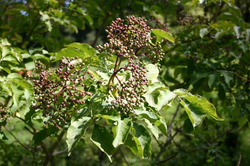 Der Holunder ist ein stattlicher Strauch, dessen Blüten und Früchte nicht nur schön anzusehen sind, sondern auch als Heilmittel verwendet werden kann. – Bild: BR/​Annette Goossens