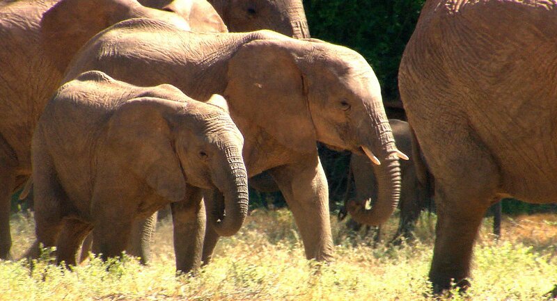 Die Namib ist die Heimat der Wüstenelefanten. – Bild: SWR/​Christian Marohl