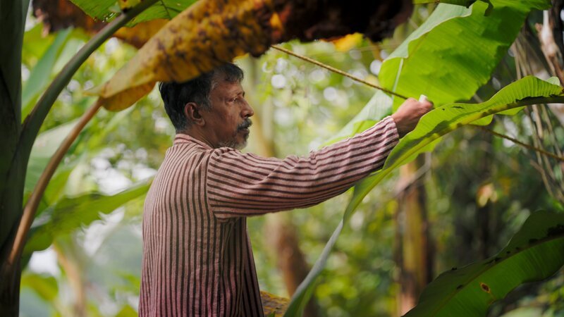 Der indische Archäologe Benny Kurian studiert die Beschaffenheit der Bananenblätter als Plastikersatz. – Bild: Sabareesh Arumuguam /​ ZDF