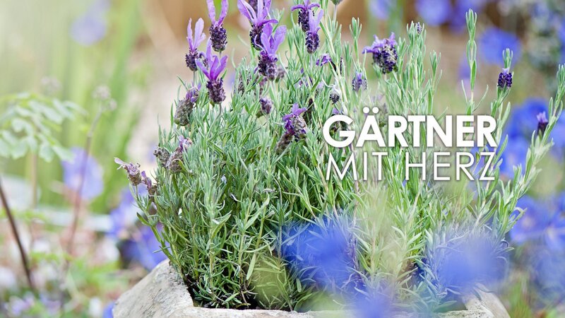 Show Art – Bild: HGTV