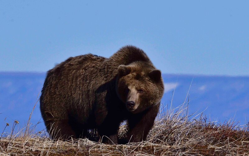 Grizzly – Bild: True to Nature Ltd.