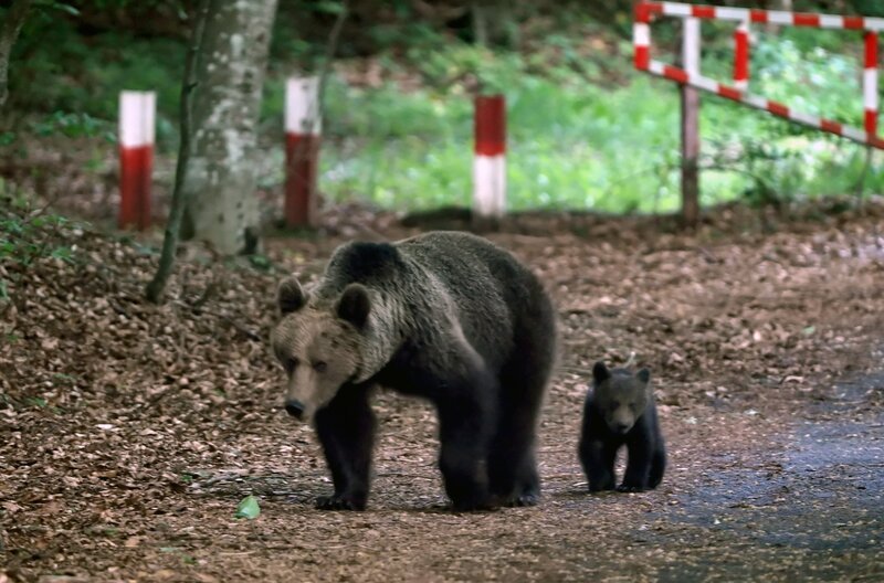 Verspielte Bärenjungen verlangsamen das Vorankommen auf ihrer ersten Wanderung: Die Jungen entdecken Markierungen, die andere Bären hinterlassen haben, und prägen sich den Verlauf dieses uralten Pfades ein. – Bild: ZED Zoo Ethnological Documentaries