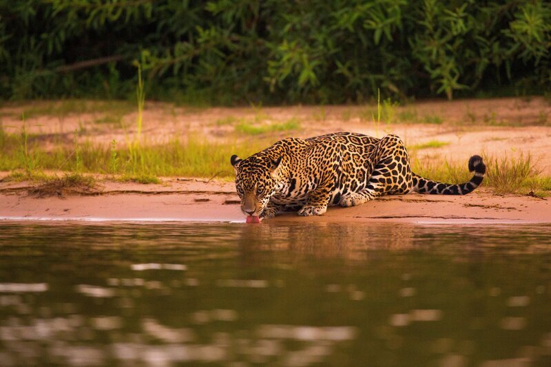 Ein Jaguar trinkt Wasser. – Bild: Terra Mater /​ Light and Shadow /​ Cristian Dimitrius