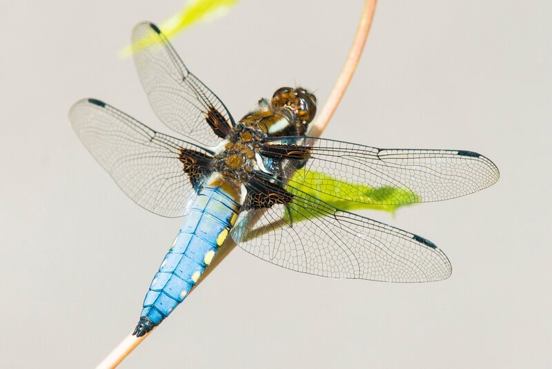 Der Name Plattbauch täuscht darüber hinweg, dass es sich bei der Libelle um eines der agilsten Wesen der Lüfte handelt. – Bild: Terra Mater Factual Studios /​ Steve Nicholls