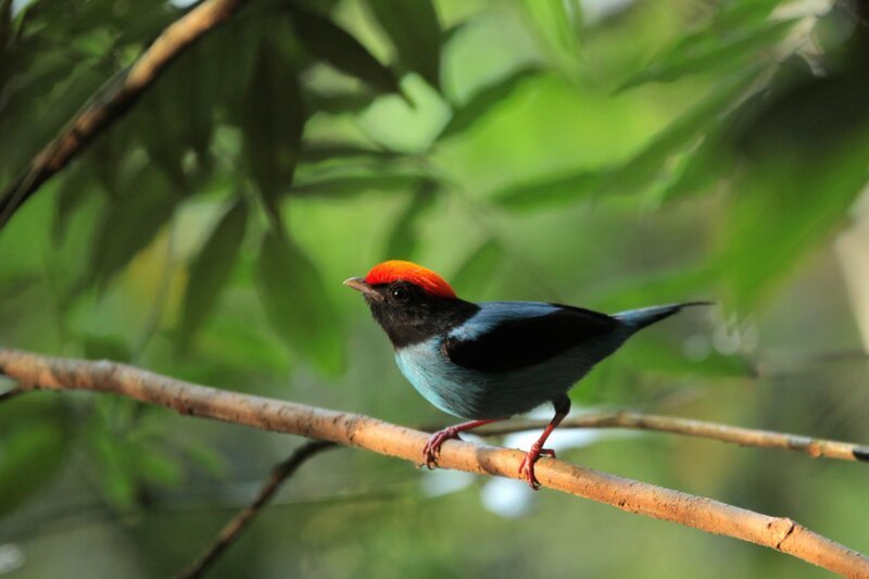 Ein Blaubrustpipra auf einem Ast. – Bild: Terra Mater /​ LightAndShadow /​ Philip Klein
