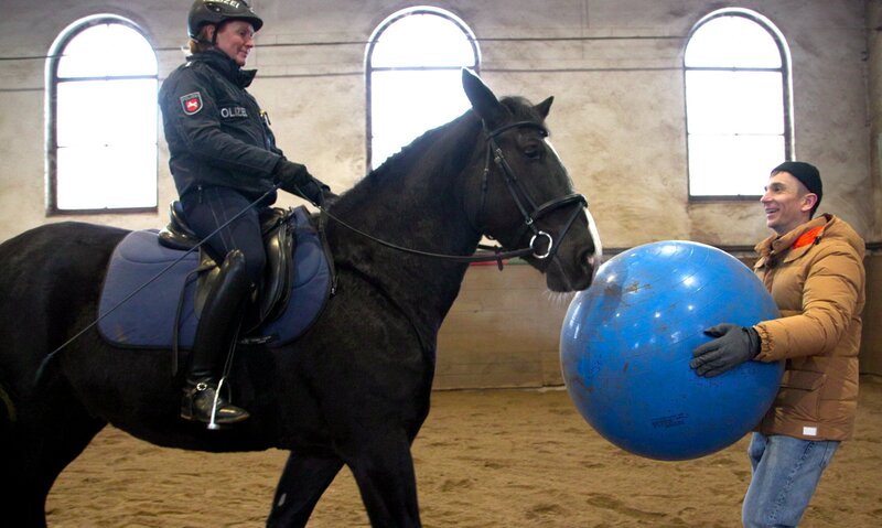 Im Training konfrontiert „PUR+“-Moderator Eric Mayer das Polizeipferd in Ausbildung Vamos mit einem großen Ball. – Bild: ZDF/​Eva Werdich