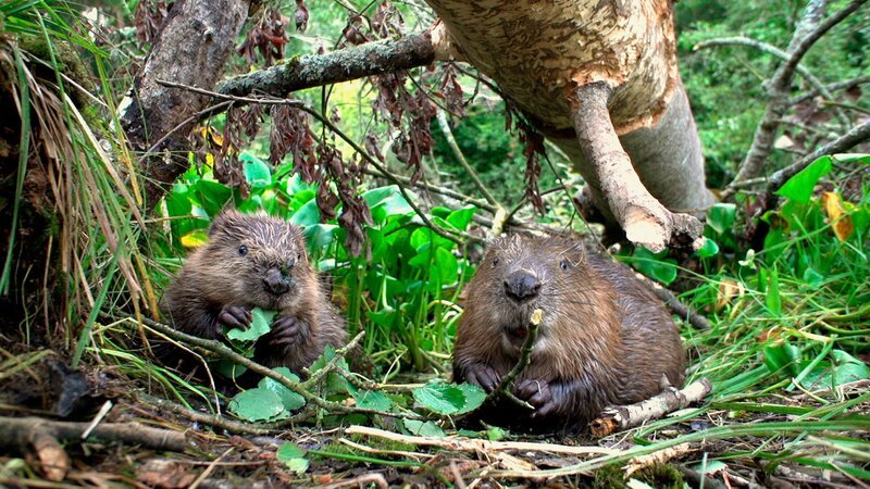 Im Juli kommen die Jungen aus der Biberburg und fressen erste Blätter und Zweige. – Bild: 3sat