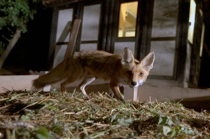 Wenn die Dunkelheit einbricht und die Menschen schlafen, erwachen nachtaktive Tiere wie Füchse erst und trauen sich aus ihren Verstecken. – Bild: MDR/​Capricornum Film/​Uwe Müller