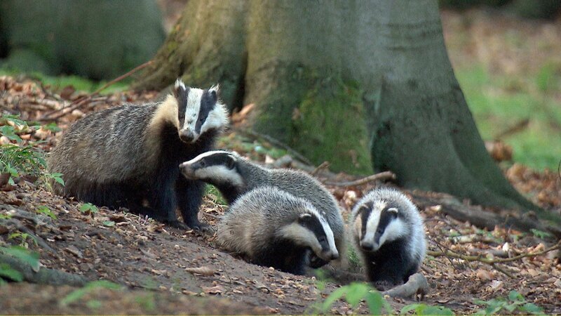 Einst erbarmungslos gejagt, finden Dachse in den Schutzgebieten der Uckermark ein sicheres Zuhause. – Bild: 3sat