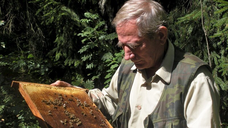 Imker Anatol Filipcuk züchtet Bienen. Der Lindenhonig aus Bialowieza wird seit mehr als 400 Jahren nach dem gleichen Prinzip hergestellt. Schon an den Tafeln der polnischen Könige galt er als Delikatesse. – Bild: ZDF/​MedienKontor /​ Gernot Stadler