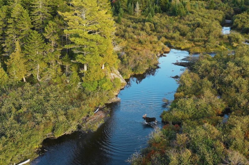 Auf ihren Wanderungen durchqueren Elche Flüsse und Sumpfgebiete. Eine Schwimmhaut zwischen den Hufen bewahrt sie vor dem Einsinken. – Bild: ZDF und arte/​Pond5.