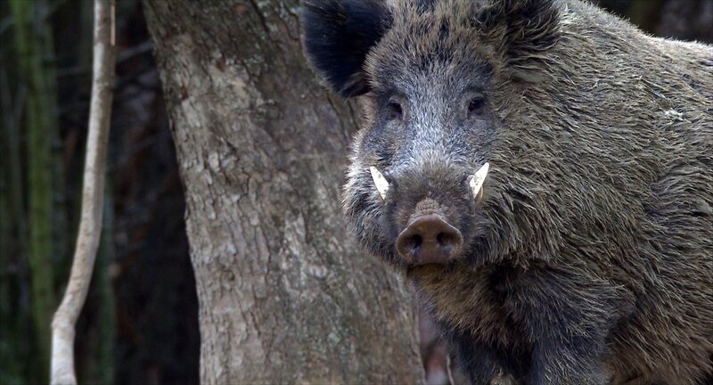 Ein ausgewachsener Eber auf Brautschau in Niederösterreich. – Bild: ORF