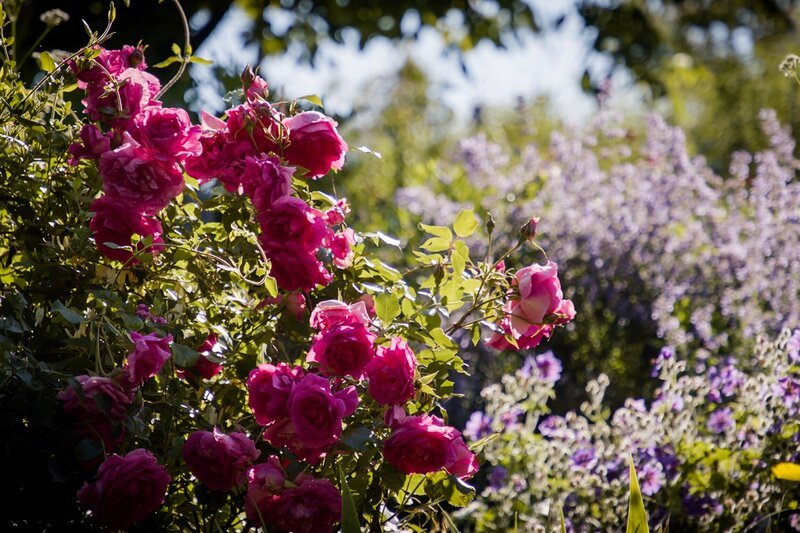 Hinter den Hecken – Folge 6 Garten ohne Grenzen in Kaltenbach TG 2020 – Bild: SRF