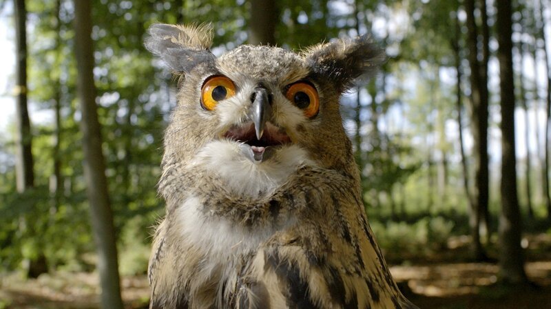 Ein Uhu. – Bild: phoenix/​ZDF/​Tobias Kaufmann