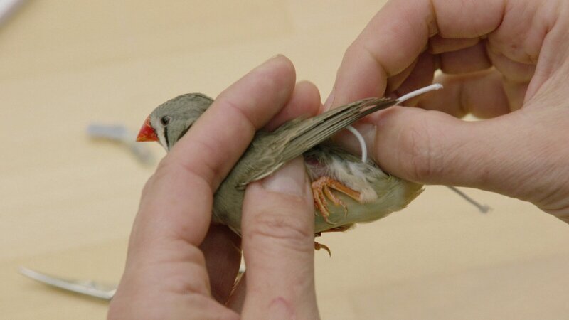 Forschung in Deutschland. Besucht wird das Max-Planck-Institut für Ornithologie in Seewiesen. Wie wird hier das Verhalten von Vögeln untersucht? – Bild: 3sat