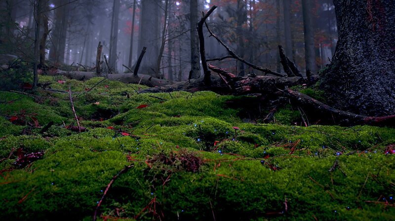 Luft- und Wasserfilter Moos. – Bild: PHOENIX/​ZDF und @colourField/​ Friedrich