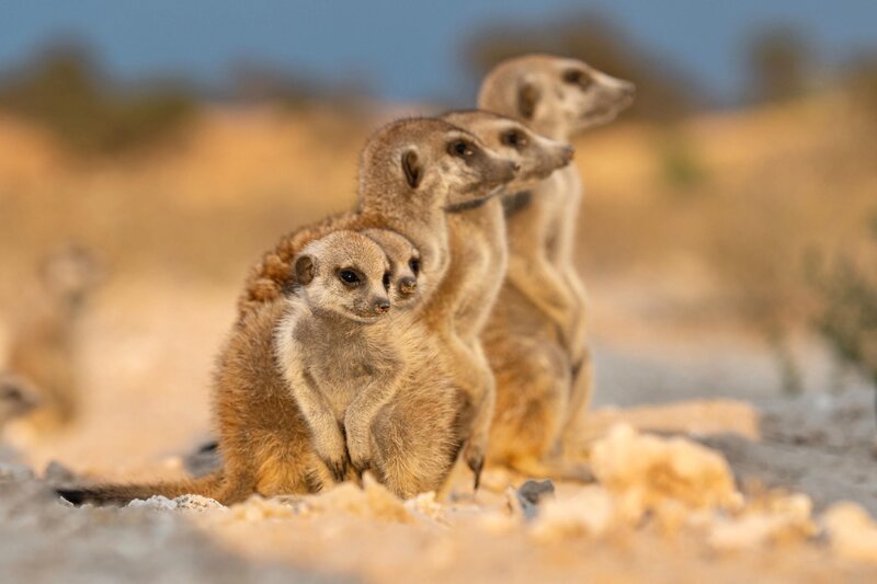 - Meerkat Manor _ Season 5 – Photo Credit: Caroline Hawkins/​BBCA – Bild: RTL
