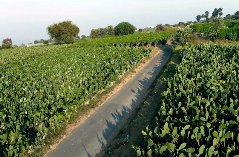 In engen Reihen wächst der Feigenkaktus Nopal an den Hängen von Milpa Alta, dem südlichsten Bezirk von Mexiko-Stadt. – Bild: MedienKontor/​Martin Kaeswurm