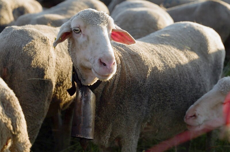 Nahe Cáceres gehen die Schafherden auf die lange Wanderung, die Transhumanz. Sie existiert seit Jahrtausenden, wird heute aber nur noch von wenigen Hirten gewagt. – Bild: Claus Stellfeld