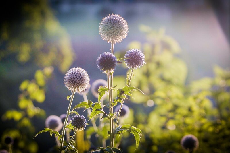 Hinter den Hecken – Folge 7 Integrationsgarten in Burgdorf BE 2020 – Bild: SRF