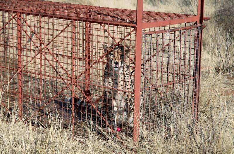 Gefangener Problem-Gepard in einer Käfigfalle – Bild: MedienKontor/​Nina Schumacher