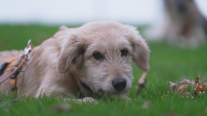 Mischling Jabba – Bild: RTL /​ Mina TV /​ Folge 06_02