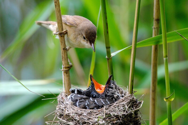 Der junge Kuckuck wird von den Teichrohrsängern gefüttert. – Bild: NDR/​NDR Naturfilm